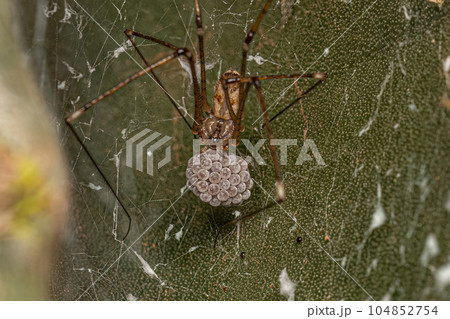 Adult Female Short-bodied Cellar Spider 104852754
