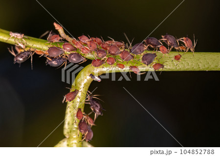 Group of small red aphids 104852788
