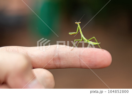 Small Mantid nymph 104852800