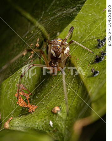 Female Adult Brown Widow Spider Female Adult Brown Widow Spider 104852805