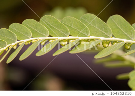 Small Wind Plant 104852810