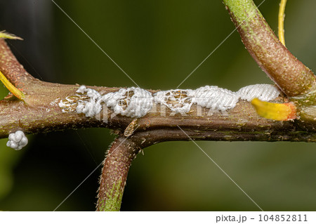 Typical Treehopper Eggs 104852811