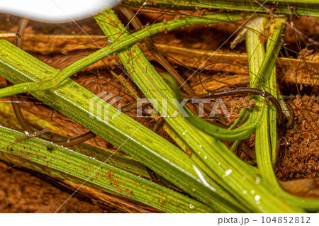 Small Horsehair Worm Small Horsehair Worm 104852812