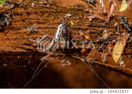 Adult Striped Pond Skater Adult Striped Pond Skater 104852837