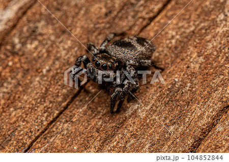 Adult Female jumping spider 104852844