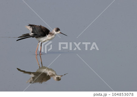 セイタカシギ 104853078