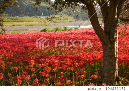 上富田町富田川の水垢離場に咲く彼岸花 上富田町富田川の水垢離場に咲く彼岸花 104853171