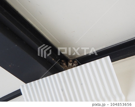 燕(つばめ)のヒナの巣立ち・巣立ち ツバメの雛 初夏の日本の風景 燕(つばめ)のヒナの巣立ち・巣立ち ツバメの雛 初夏の日本の風景 104853656