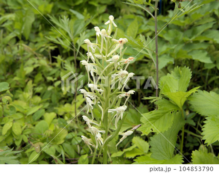 阿蘇高森の草花 ツレサギソウ 熊本県阿蘇郡高森町尾下 阿蘇高森の草花 ツレサギソウ 熊本県阿蘇郡高森町尾下 104853790