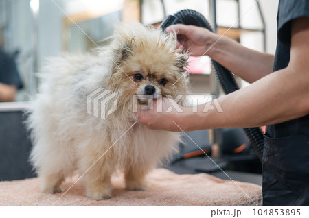 A woman dries a Pomeranian with a hair dryer after washing in a grooming salon. 104853895