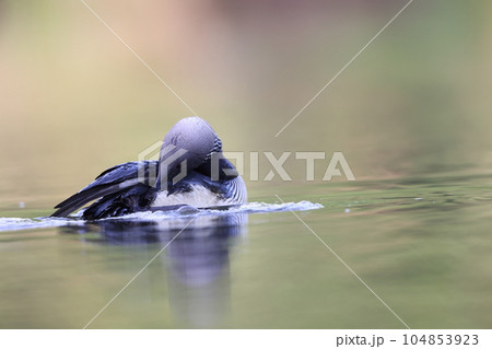 シロエリオオハム 104853923