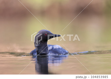 シロエリオオハム 104853985