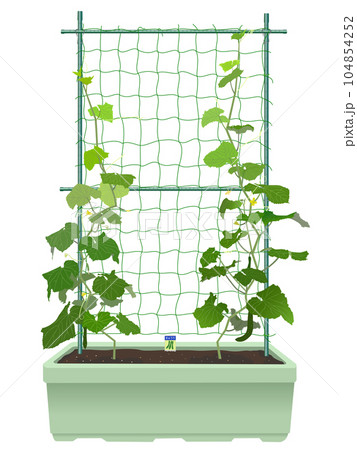 成長したきゅうりの苗のプランター 成長したきゅうりの苗のプランター 104854252
