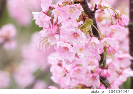 桜の花　春のイメージ 104854344