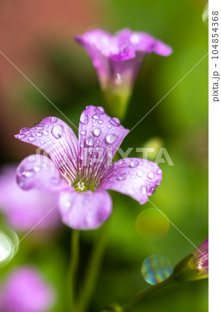 ムラサキカタバミの花 ムラサキカタバミの花 104854368