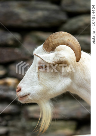 ヤギのポートレート 104854404