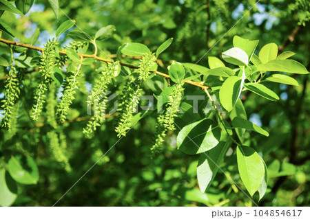 マルバヤナギの花 マルバヤナギの花 104854617