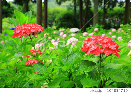 三室戸寺 満開のアジサイの花 三室戸寺 満開のアジサイの花 104854719