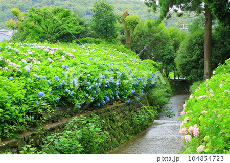 三室戸寺　満開のアジサイの花 104854723