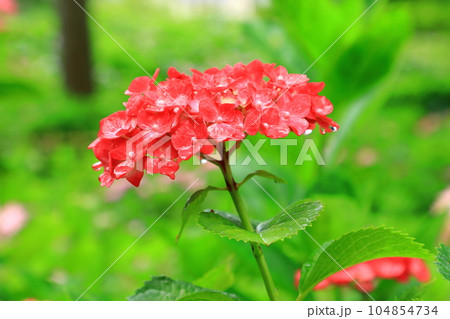 三室戸寺　満開のアジサイの花 104854734