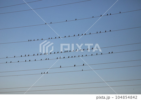 夕方、電線に止まるカワウの群れ 104854842