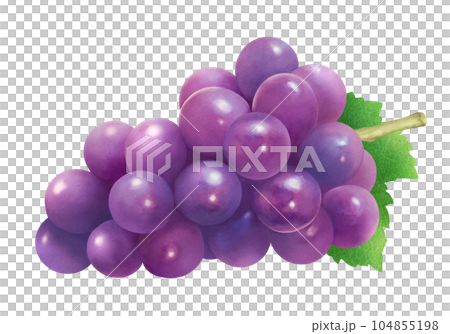 Watercolor illustration of fresh grapes and leaves Fresh and sweet seasonal fruit 104855198
