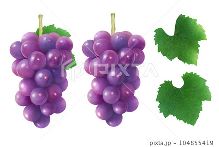 みずみずしいブドウと葉の水彩イラスト　新鮮で甘い季節のフルーツ 104855419