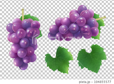 Set of watercolor illustrations of delicious grapes and leaves Fresh and sweet seasonal fruits 104855577