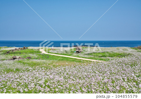 【大成古墳群展望台 (満開の浜だいこんの花)】 京都府京丹後市竹野大成 【大成古墳群展望台 (満開の浜だいこんの花)】 京都府京丹後市竹野大成 104855579