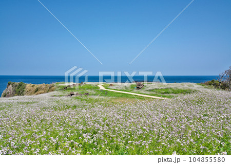 【大成古墳群展望台 (満開の浜だいこんの花)】 京都府京丹後市竹野大成 【大成古墳群展望台 (満開の浜だいこんの花)】 京都府京丹後市竹野大成 104855580
