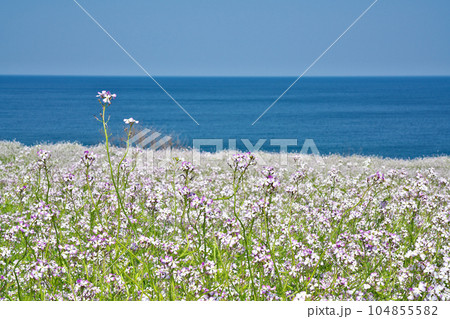 【大成古墳群展望台 (満開の浜だいこんの花)】 京都府京丹後市竹野大成 104855582