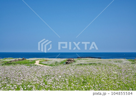 【大成古墳群展望台 (満開の浜だいこんの花)】 京都府京丹後市竹野大成 【大成古墳群展望台 (満開の浜だいこんの花)】 京都府京丹後市竹野大成 104855584