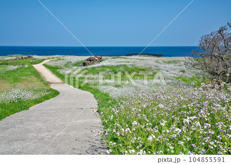 【大成古墳群展望台 (満開の浜だいこんの花)】 京都府京丹後市竹野大成 104855591
