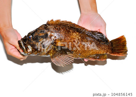 釣れたソイを白バックで撮った 104856145