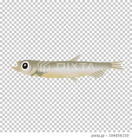 Illustration material of shishamo 104856150