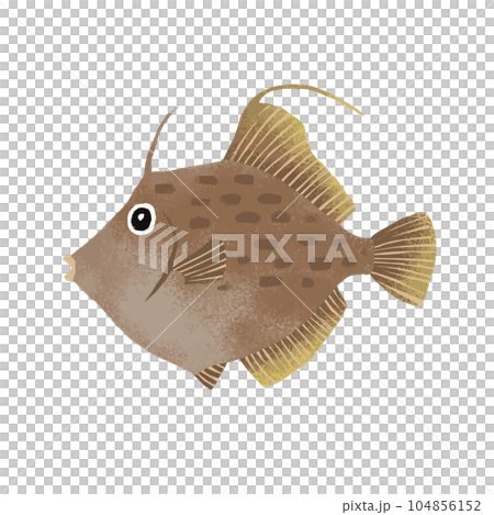 Filefish illustration material Filefish illustration material 104856152