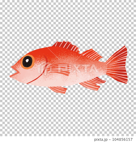 アカムツ（ノドグロ）のイラスト素材 104856157