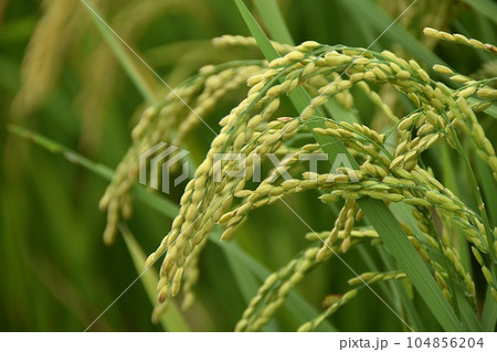 収穫期を迎えた稲 収穫期を迎えた稲 104856204