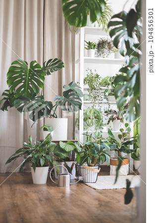 Houseplant domestic jungle garden organization fresh natural plant pots variegated monstera at room. Copy space. Houseplant domestic jungle garden organization fresh natural plant pots variegated monstera at room. Copy space. 104856301