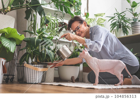 A young woman enjoys caring for flowers. Watering indoor plants and admiring them. Pink sphinx cat. A young woman enjoys caring for flowers. Watering indoor plants and admiring them. Pink sphinx cat. 104856313