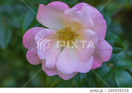 薔薇園にピンク色の薔薇の花が咲いています 薔薇園にピンク色の薔薇の花が咲いています 104856318