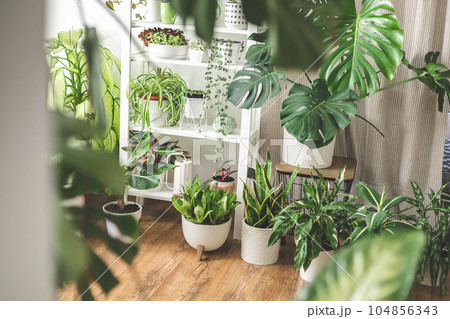 Houseplant domestic jungle garden organization fresh natural plant pots variegated monstera at room 104856343
