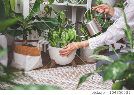 A young woman is watering and caring for a houseplant Banana and sansiveria. A young woman is watering and caring for a houseplant Banana and sansiveria. 104856383