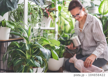 A young woman enjoys caring for flowers. Watering indoor plants and admiring them. Pink sphinx cat. A young woman enjoys caring for flowers. Watering indoor plants and admiring them. Pink sphinx cat. 104856422
