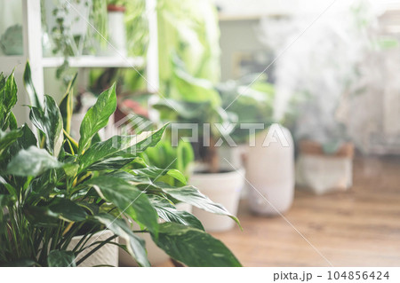 Houseplant domestic jungle garden organization fresh natural plant pots variegated monstera at room Houseplant domestic jungle garden organization fresh natural plant pots variegated monstera at room 104856424