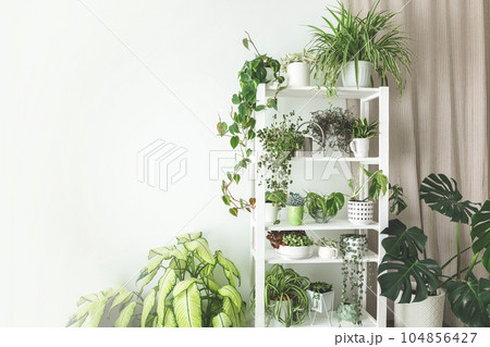 Houseplant domestic jungle garden organization fresh natural plant pots variegated monstera at room. Copy space. Houseplant domestic jungle garden organization fresh natural plant pots variegated monstera at room. Copy space. 104856427