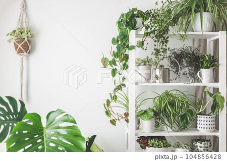 Houseplant domestic jungle garden organization fresh natural plant pots variegated monstera at room. Copy space. Houseplant domestic jungle garden organization fresh natural plant pots variegated monstera at room. Copy space. 104856428
