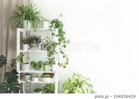 Houseplant domestic jungle garden organization fresh natural plant pots variegated monstera at room. Copy space. Houseplant domestic jungle garden organization fresh natural plant pots variegated monstera at room. Copy space. 104856429
