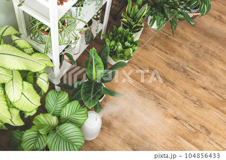 Houseplant domestic jungle garden organization fresh natural plant pots variegated monstera at room Houseplant domestic jungle garden organization fresh natural plant pots variegated monstera at room 104856433