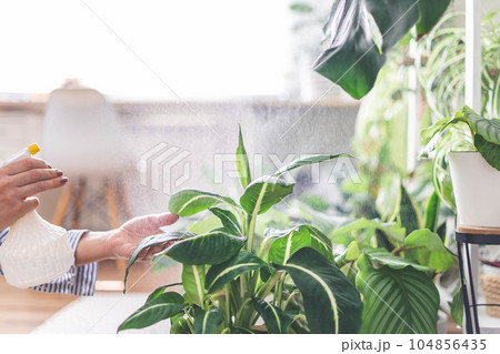Houseplant domestic jungle garden organization fresh natural plant pots variegated monstera at room. Copy space. 104856435